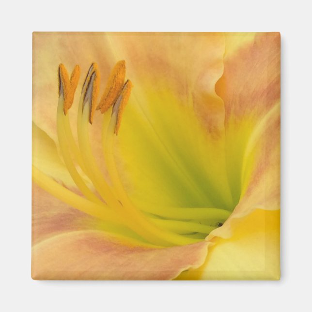 DAGLILIGEN "Blond Baby" - Gultens orange för grönt Magnet (Framsidan)