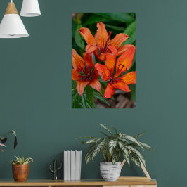 Daglilja Botaniskt Tryck, Kanadensisk Fotografi Poster