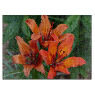 Daglilja Orange Kanadensisk Blomma Fotografi