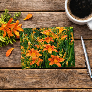 Dagliljeträdgård / Orange liljeblommor Fotografi Vykort