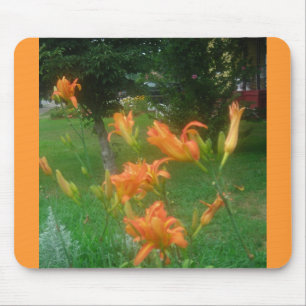 daglillies musmatta