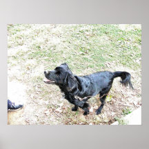 Dags att gå med hunden