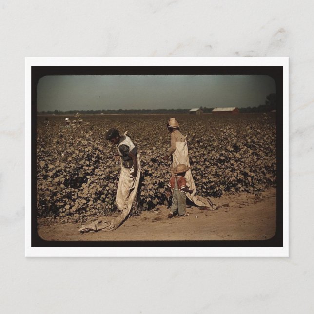 Dagsarbetare som plockar bomull, nära Clarksdale,  Vykort (Framsida)