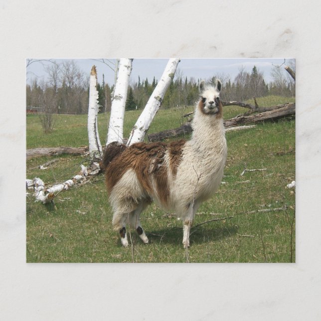 DAGSTIDNINGLLAMAEN VYKORT (Framsida)