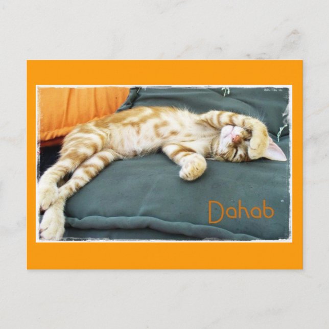 Dahab Cat Daze vycard Vykort (Framsida)