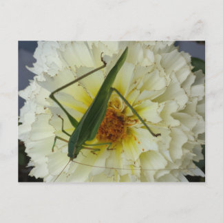 Dahlia 1 - utbildad hjärnsläpp vykort