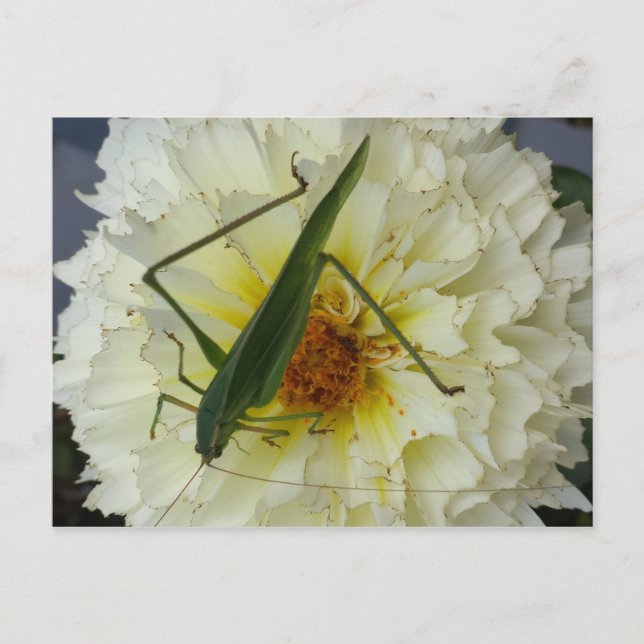 Dahlia 1 - utbildad hjärnsläpp vykort (Framsida)