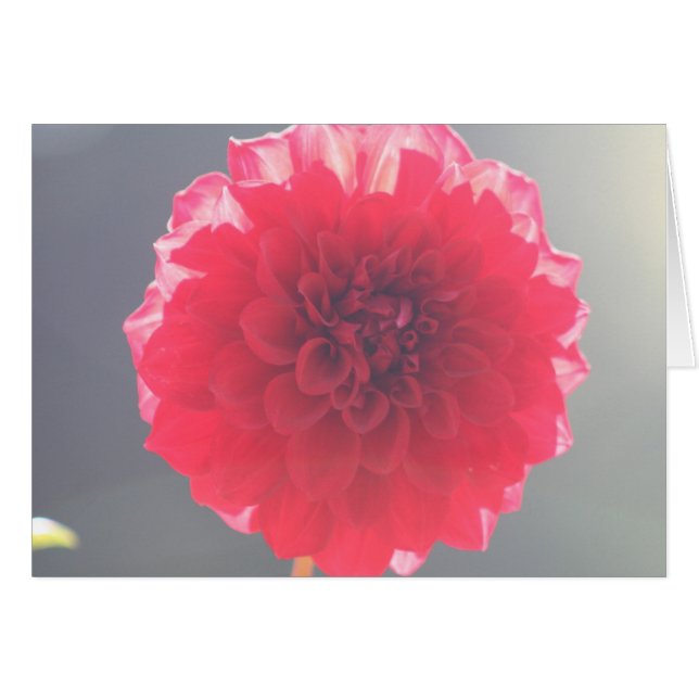 Dahlia 2 hälsningskort (Framsidan Horizontal)