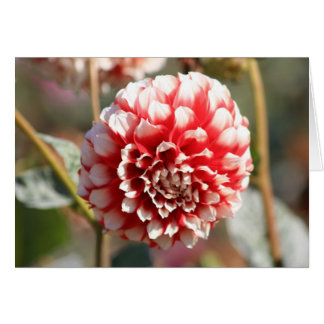 Dahlia 3 hälsningskort