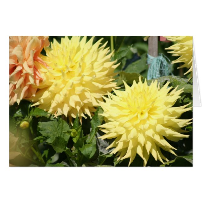 Dahlia 4 hälsningskort (Framsidan Horizontal)