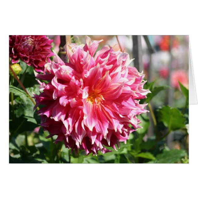 Dahlia 5 hälsningskort (Framsidan Horizontal)