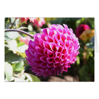 Dahlia 6 hälsningskort