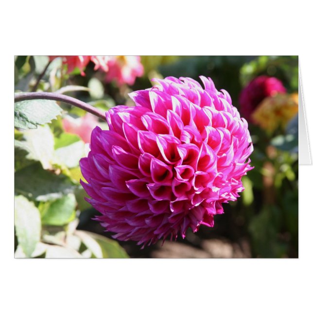 Dahlia 6 hälsningskort (Framsidan Horizontal)