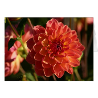 Dahlia A-2 Hälsningskort