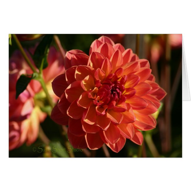 Dahlia A-2 Hälsningskort (Framsidan Horizontal)