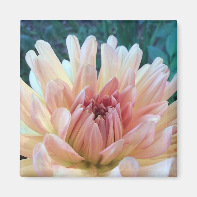 Dahlia: B. Gult och lax Magnet (Framsidan)
