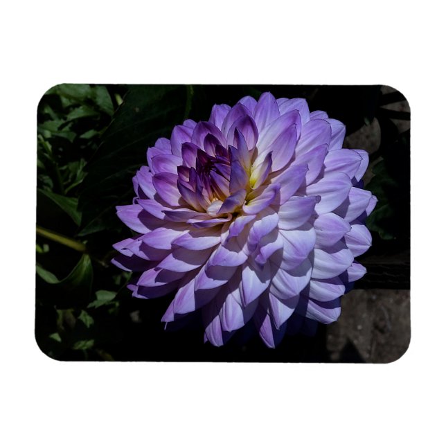 Dahlia Bea Paradise #1 Magnet (Horisontell)