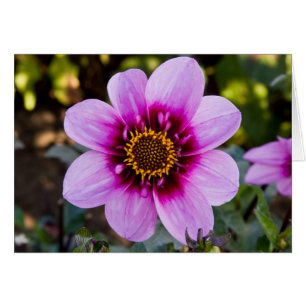 Dahlia bilycklig OBS kort