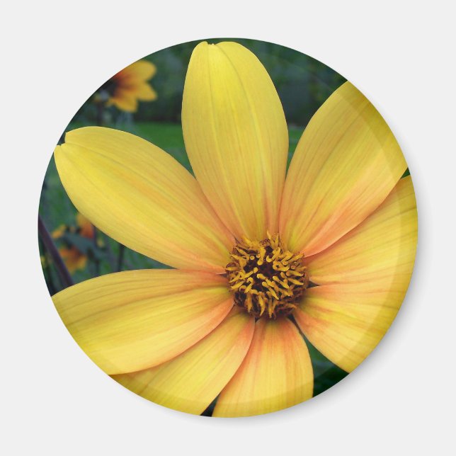 Dahlia Bishop of York Magnet (Framsidan)