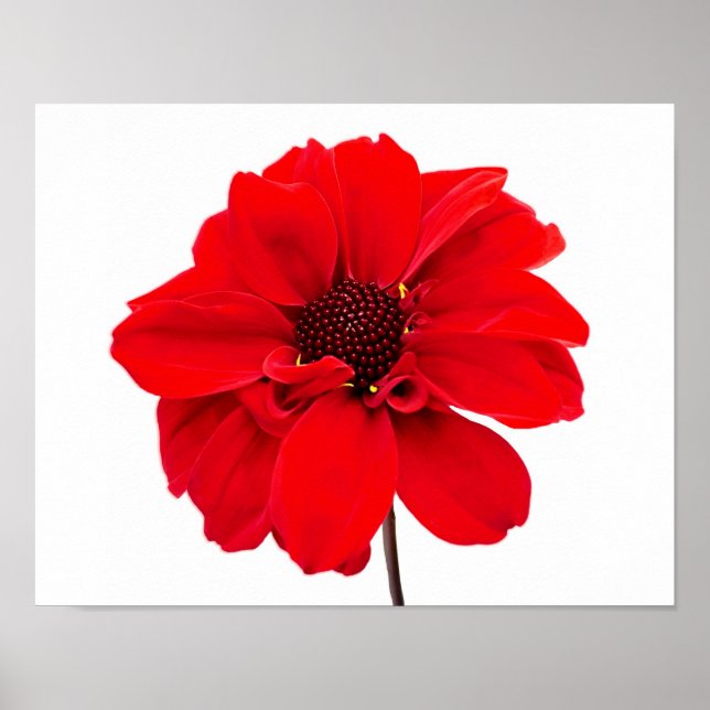 Dahlia Bishop Red Poster (Framsidan)