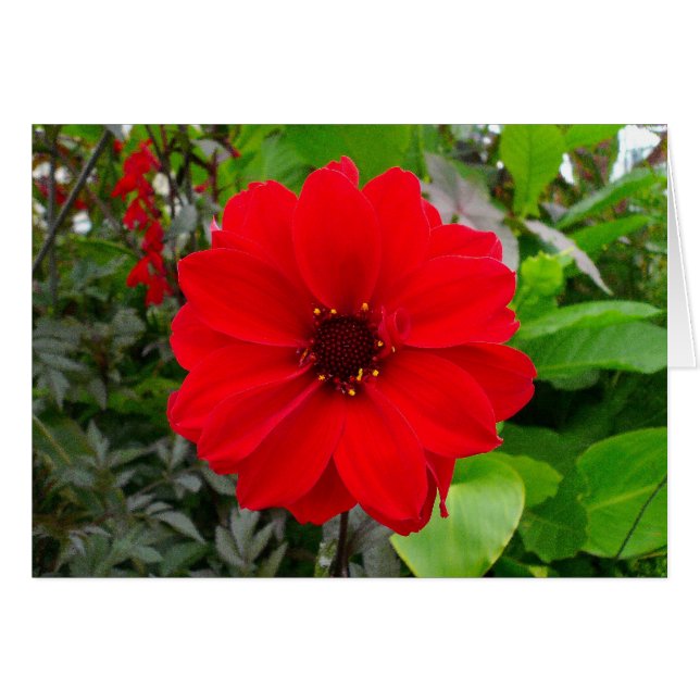 Dahlia - biskop till Llandaff Hälsningskort (Framsidan Horizontal)