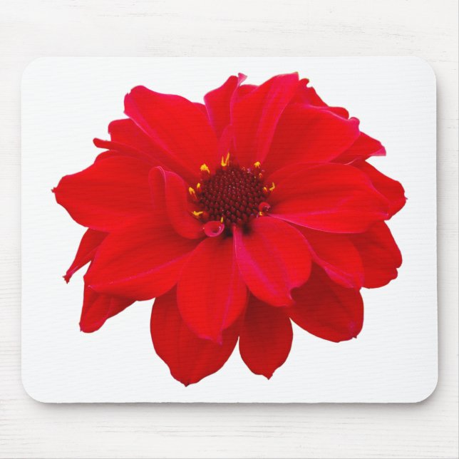 Dahlia - biskop till Llandaff Musmatta (Framsidan)