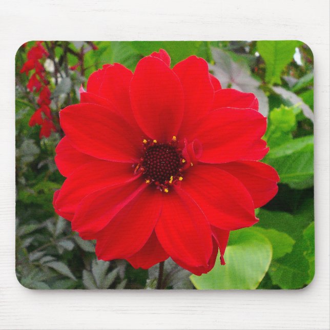 Dahlia - biskop till Llandaff Musmatta (Framsidan)