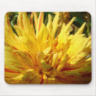 Dahlia-blom-musmatta Gul Dahlia-musmattor Musmatta