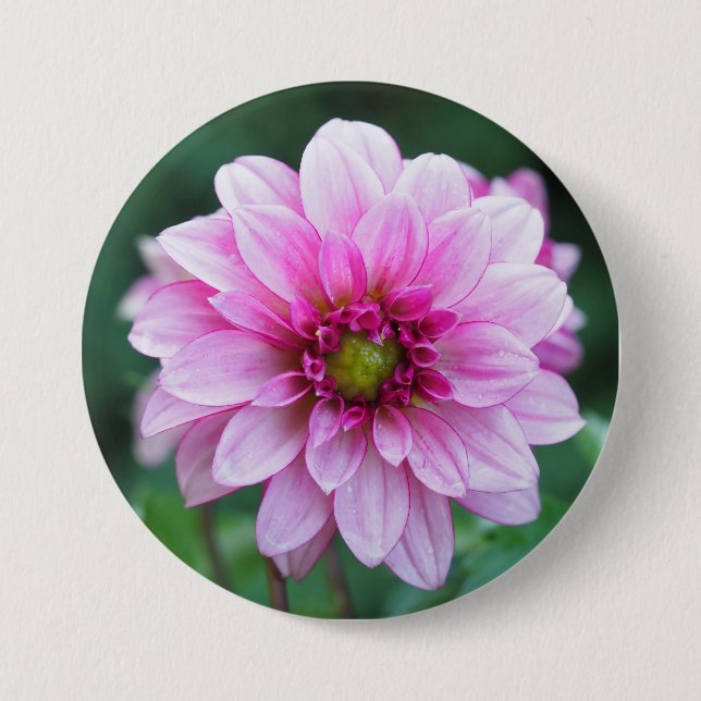 Dahlia-blomma Knapp (Framsida)