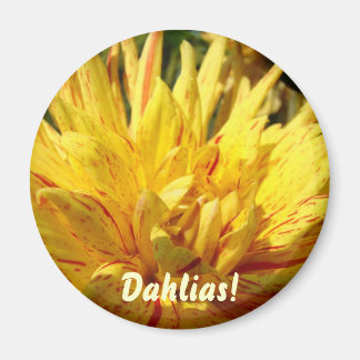 Dahlia Blomma magnet Gul Dahlias Flora magneter