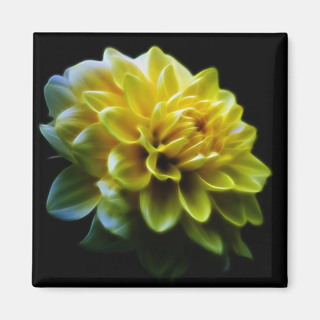 Dahlia-blomma och betydelse magnet (Framsidan)