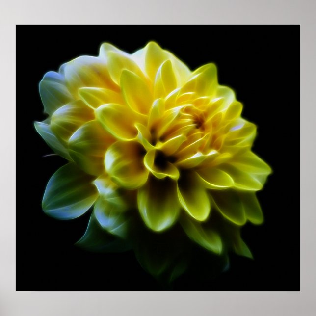 Dahlia-blomma och betydelse poster (Framsidan)