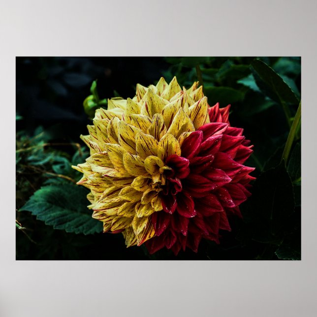 Dahlia-blomma Poster (Framsidan)