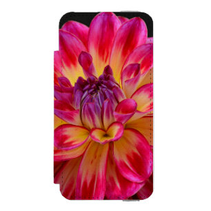 Dahlia-blomman för rosa och gult