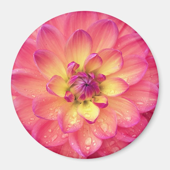 Dahlia-blomman för rosa och gult magnet (Framsidan)