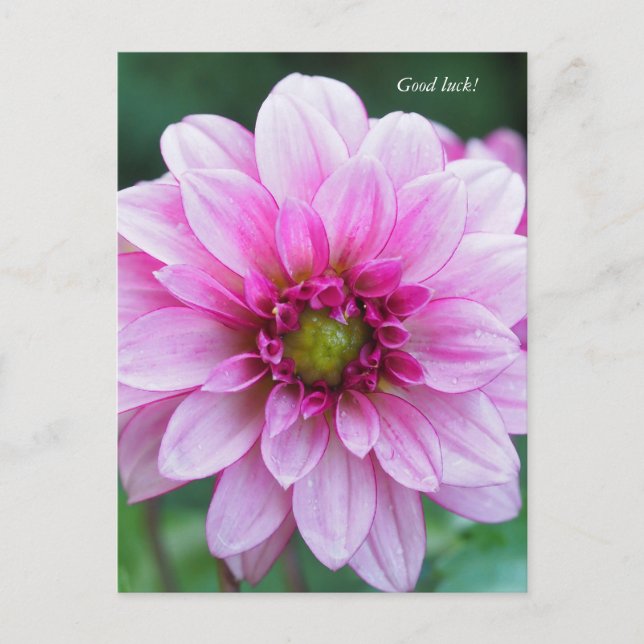 Dahlia-blomman. Lycka till Helg Vykort (Framsida)
