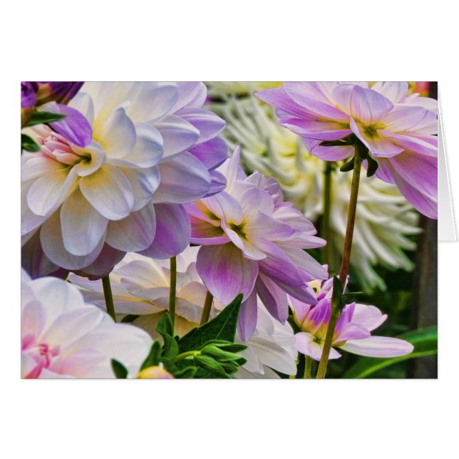 Dahlia-blommans sommarträdgård hälsningskort (Framsidan Horizontal)