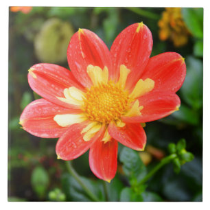 Dahlia-blommigten Kakelplatta