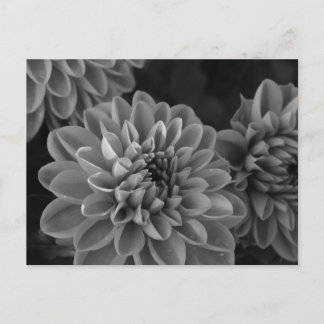 Dahlia blommor (svart & vit) vykort