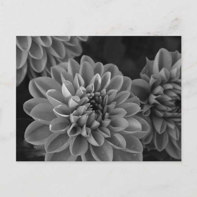 Dahlia blommor (svart & vit) vykort (Framsida)