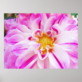 Dahlia Blommor Trädgård Blommig konsttryck Rosa Vi Poster