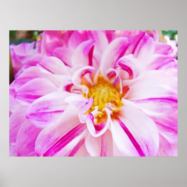 Dahlia Blommor Trädgård Blommig konsttryck Rosa Vi Poster (Framsidan)