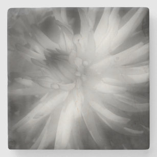 Dahlia blomning i svartvitt stenunderlägg