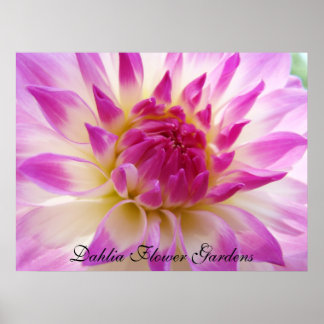 Dahlia blomster trädgård konsttryck Rosa Dahlias Poster