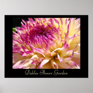 Dahlia Blomsterträdgård art print Rosa Lila Dahlia Poster