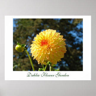 Dahlia Blomsterträdgård art skriver ut Orange Dahl Poster