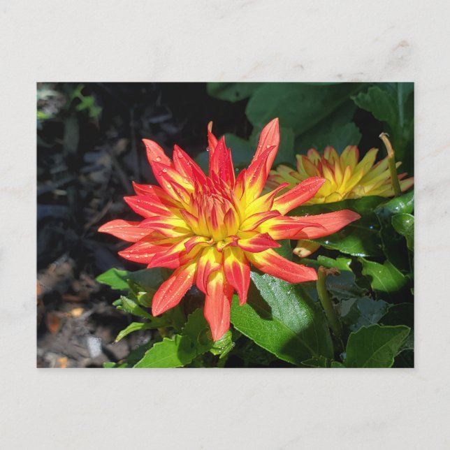Dahlia-blomstervykort Vykort (Framsida)