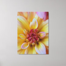 Dahlia Bud