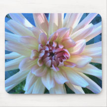 Dahlia C: Gult och lax —