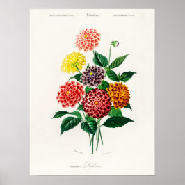 Dahlia Charles Dessalines D' Orbigny Vintage Bok Poster